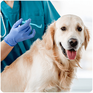 48 Pack Tick Removal Tool Tick Remover for Dogs, Cats and Humans Plastic Tick Puller Tick Grabber, 8 Sizes